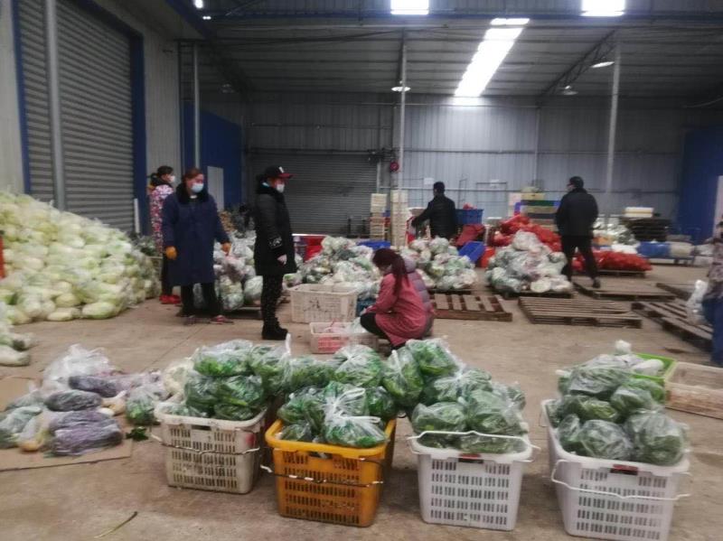 技术支撑 服务先行 武汉多措并举保障快生菜供应稳定市场